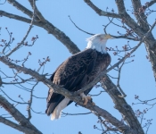2023 02 11 RedwingEagles 018